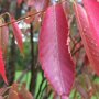 Zelkova serrata 'Flekova'